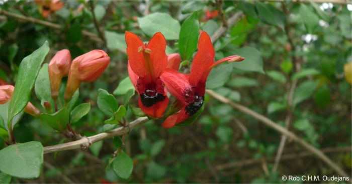 Ruttya fruticosa