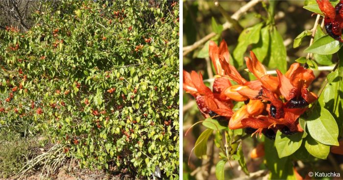 Ruttya fruticosa growing in the Lowveld NBG, Mbombela