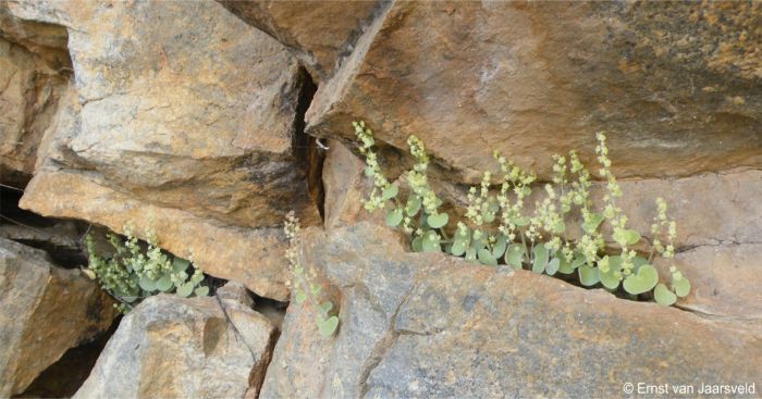 Crassula nemorosa in flower, Badspoort