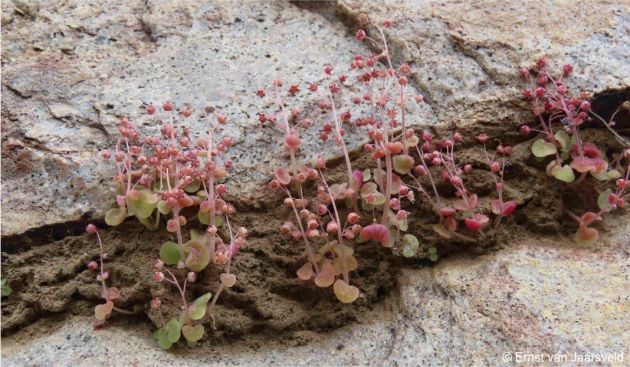 Crassula nemorosa in fruit, Badspoort