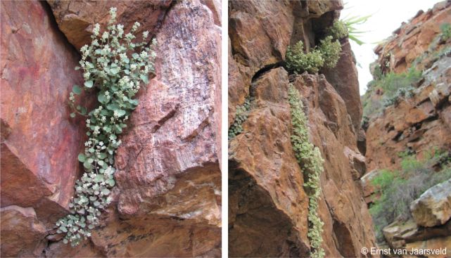 Crassula nemorosa in flower, Droeeriviersberg