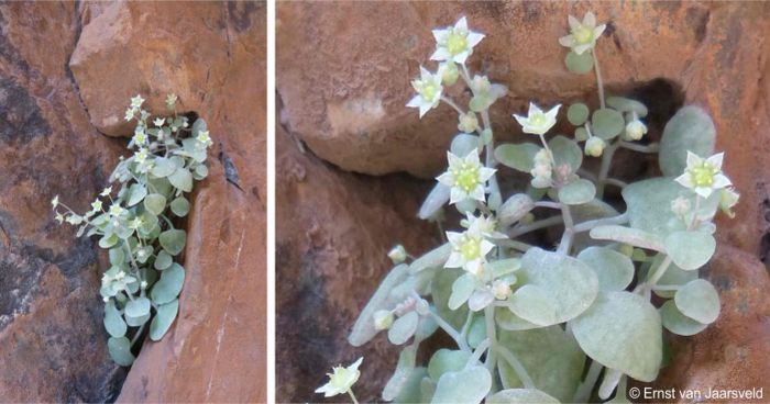 Crassula nemorosa in flower, Meiringspoort