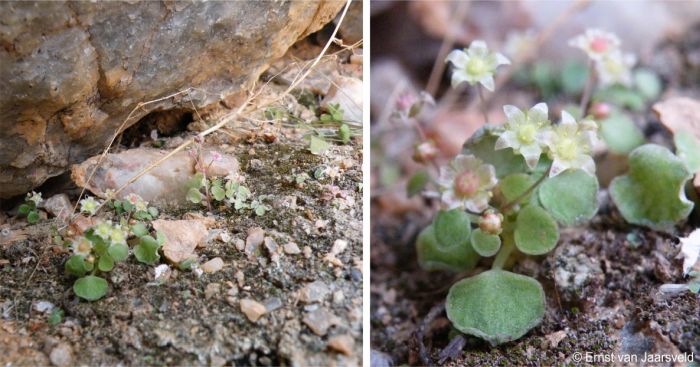 Crassula nemorosa in flower at Koeriesberg