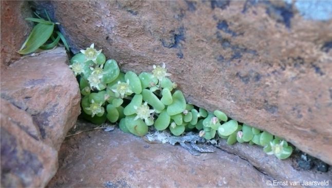 Crassula nemorosa growing on sandstone, Richtersveld