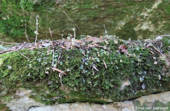 Crassula nemorosa growing among moss 