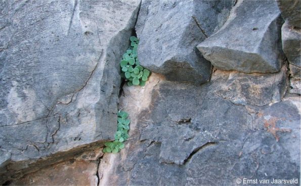 Crassula nemorosa growing on dolomite, Hunsberg