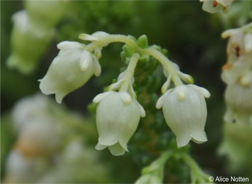 Erica oblongiflora 