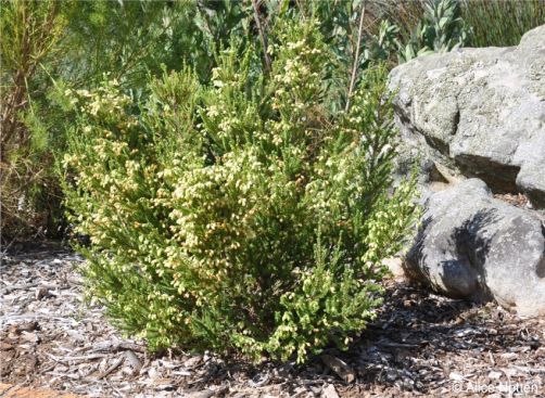 Erica oblongiflora in Kirstenbosch National Botanical Garden