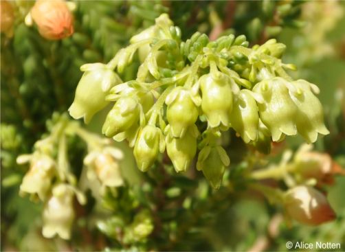 Erica oblongiflora in flower in Kirstenbosch National Botanical Garden