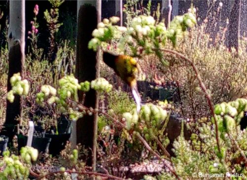 A sunbird feeding on Erica oblongiflora flowers in the Erica Collections Nursery, Kirstenbosch National Botanical Garden