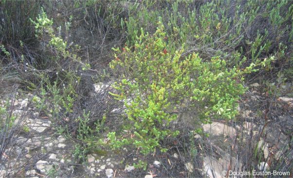 Erica oblongiflora in habitat on the Agulhas Plain