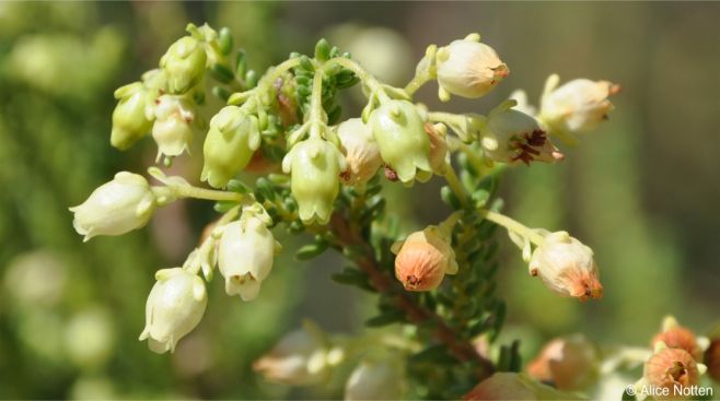 Greenish buds, yellowish to cream freshly opened and brownish old flowers