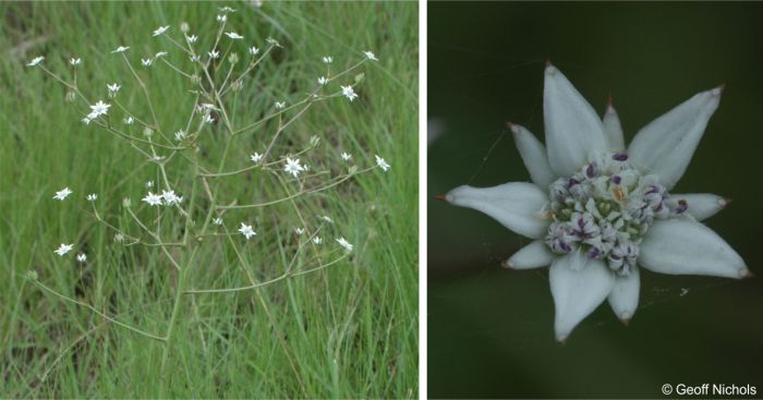 Inflorescence and a flowerhead of Alepidea amatymbica