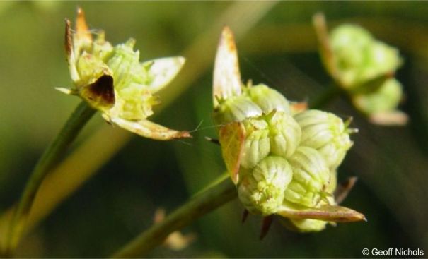 Fruits of Alepidea amatymbica