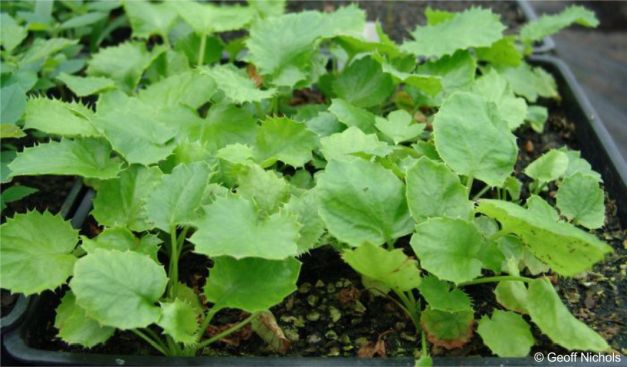 Seedlings of Alepidea amatymbica