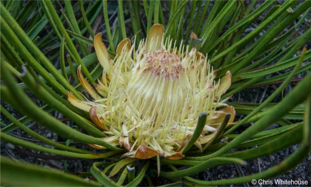 Protea scabra 