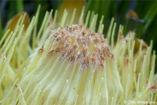 A close-up of a Protea scabra flowerhead