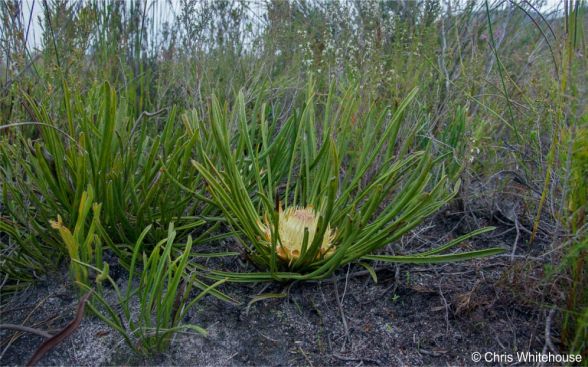 Protea scabra in habitat at Phillipskop Mountain Reserve