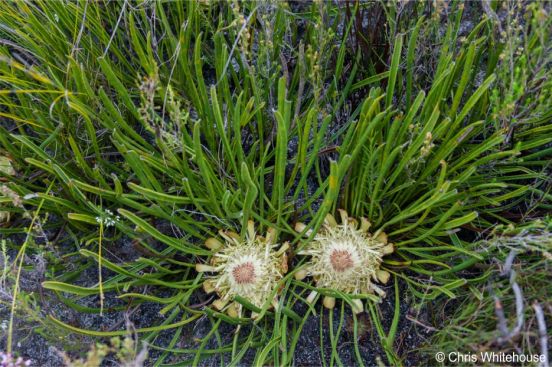 Protea scabra in flower at Phillipskop Mountain Reserve