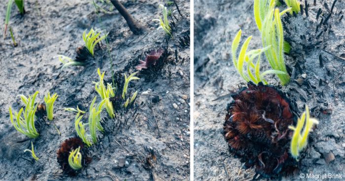 Protea scabra resprouting soon after a fire, in Kleinmond