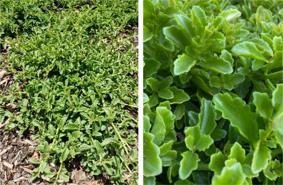 Coleus subspicatus leaves