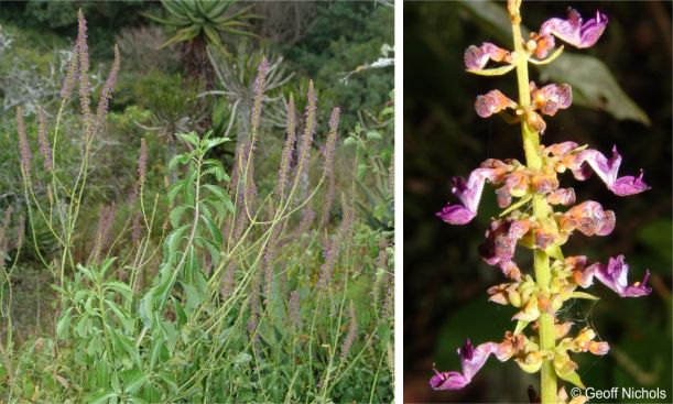 Coleus subspicatus in flower in habitat