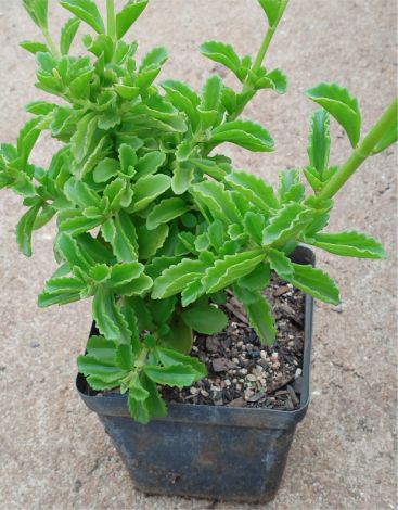 Coleus subspicatus potted plant