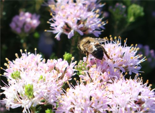 Agathosma dielsiana flowers are visited by bees