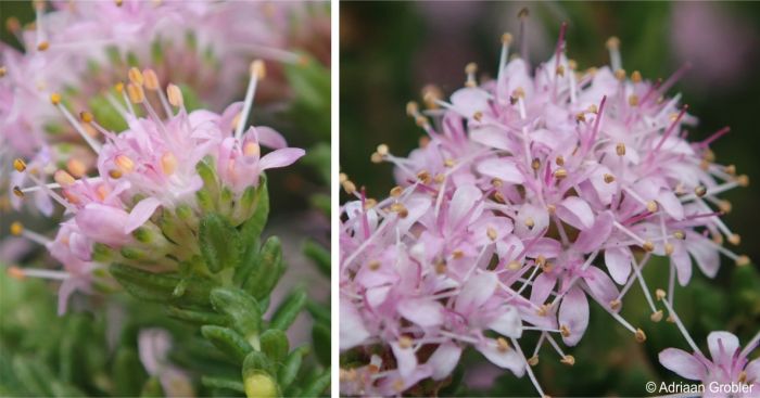 Agathosma dielsiana flower head