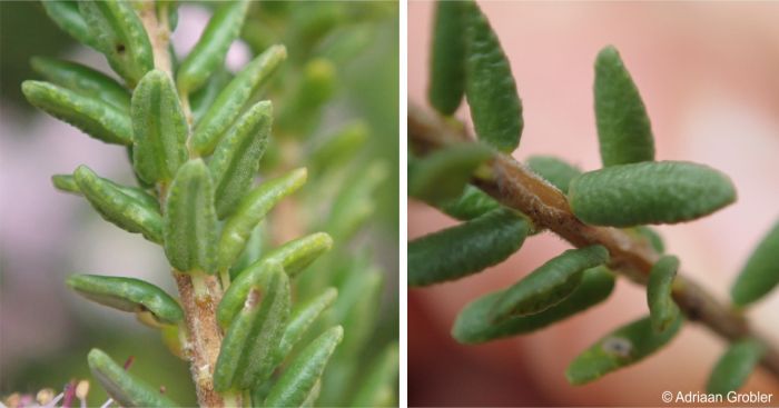 Agathosma dielsiana leaves with rolled-under margins and stems covered with small soft hairs