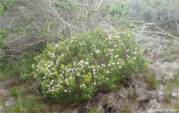 Agathosma dielsiana in habitat, Still Bay area