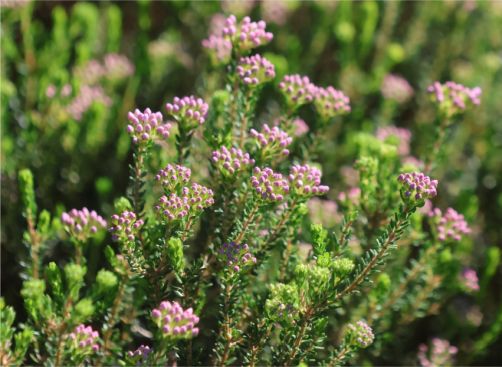 Agathosma dielsiana in bud