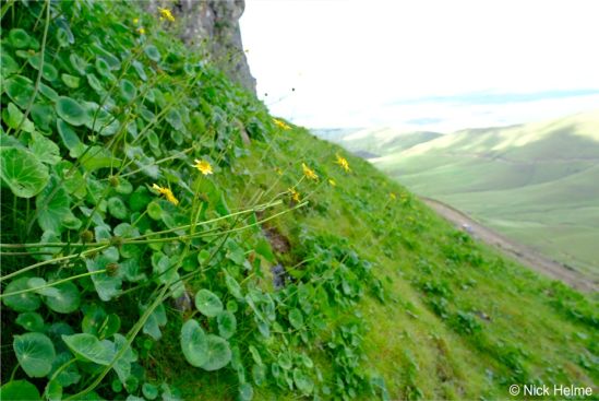 Peltocalathos baurii, southern Drakensberg