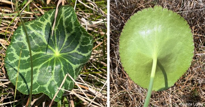 Peltocalathos baurii, peltate leaf