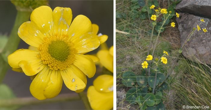 Peltocalathos baurii, flowers