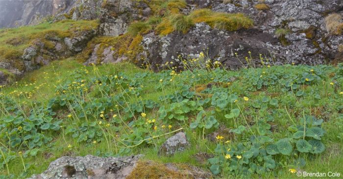 Peltocalathos baurii, flowering in habitat