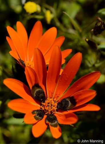 Gorteria diffusa flowerhead