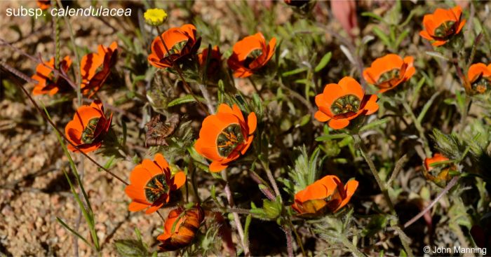 Gorteria diffusa subsp. calenduacea