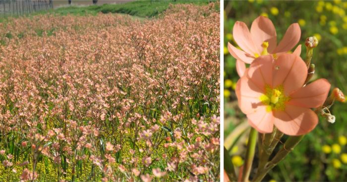 Moraea miniata flowering en masse at the Hantam NBG