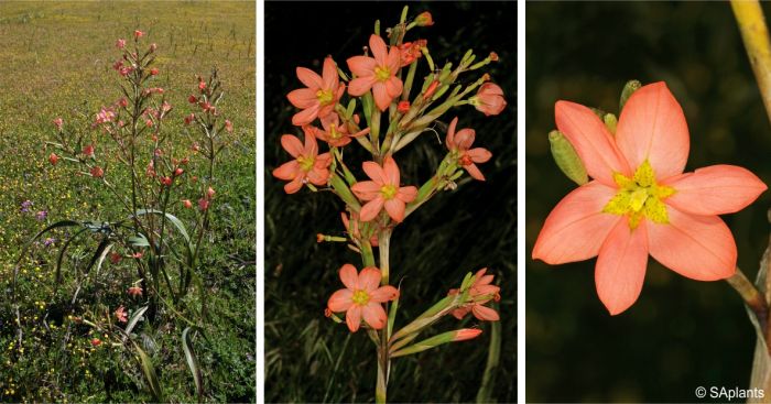 Moraea miniata, plant in flower, inflorescence and flower with developing capsules