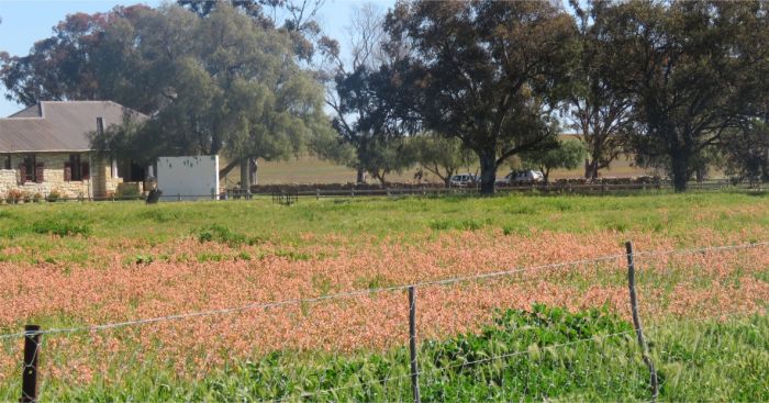 Moraea miniata flowering en masse at the Hantam NBG