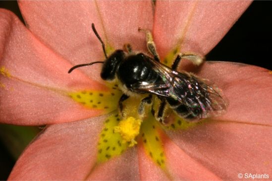 Moraea miniata is pollinated by bees