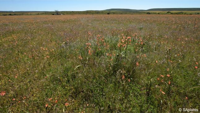 Moraea miniata in flower in habitat, Nieuwoudtville