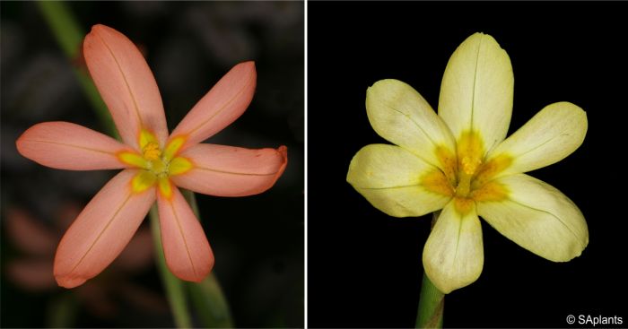 Moraea miniata, variations in flower colour and shape