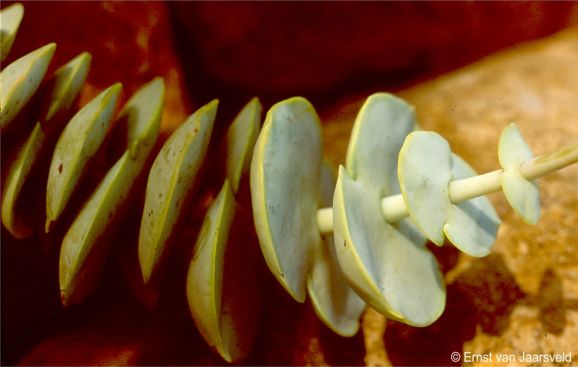 Crassula badspoortense stem and leaves