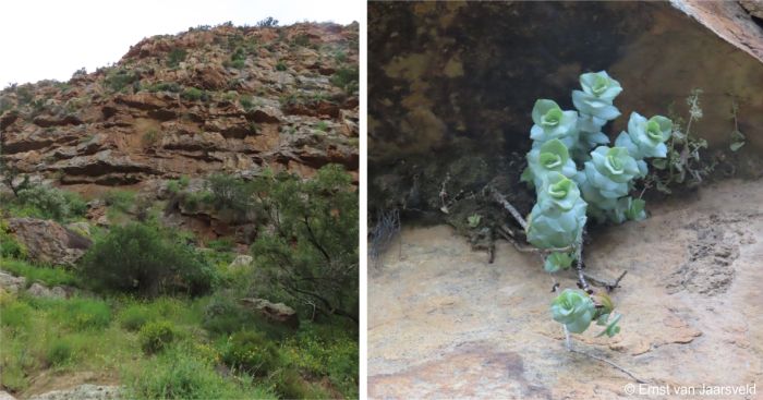 Crassula badspoortense in habitat, Badspoort, Western Cape