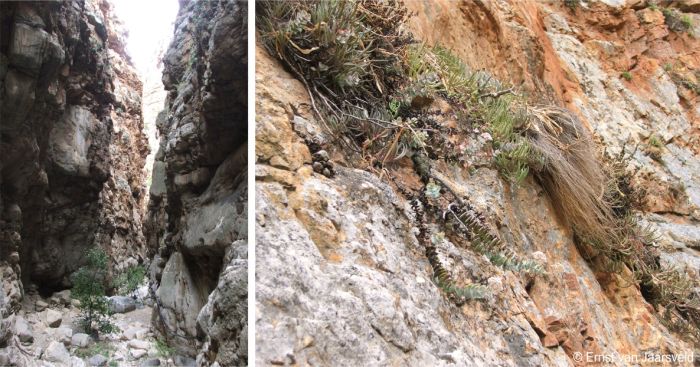 Crassula badspoortense in habitat, De Doorns, Western Cape