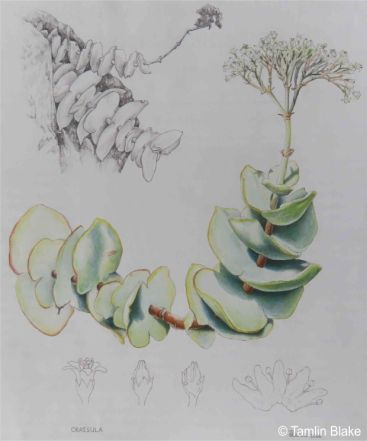 Illustration of Crassula badspoortense by Tamlin Blake