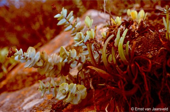 Crassula badspoortense in habitat