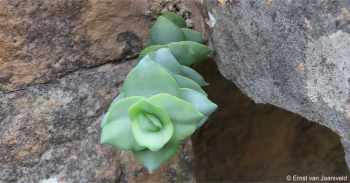 Crassula badspoortense young plant on a cliff